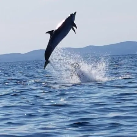 I Sobe Josica Апартаменты Езера