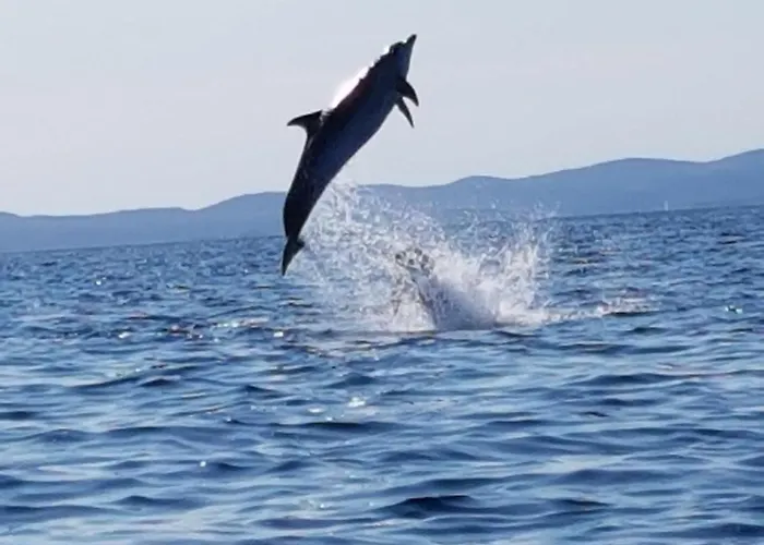 I Sobe Josica Апартаменты Езера